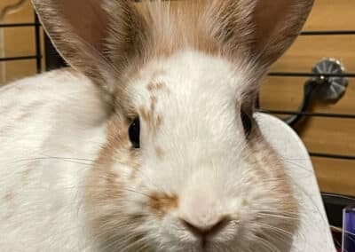 Pixel