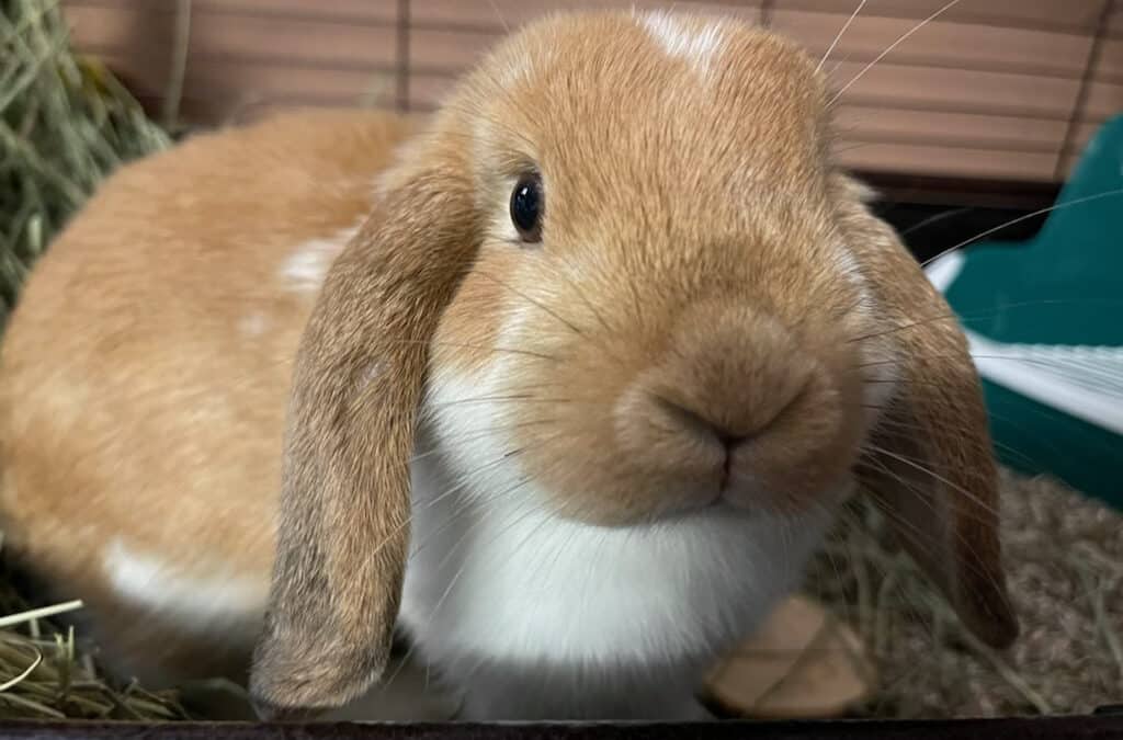 Bunnies galore!