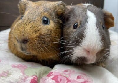 Mocha & Blaze
